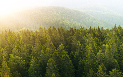 AF&PA Commends EU Decision to Extend Deforestation Regulation Deadline to December 2025