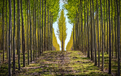 What Are Forest Management Practices?